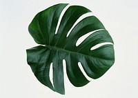Leaf Of Monstera