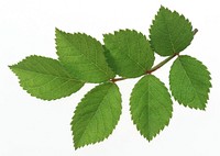 Free green leaf image, public domain plant CC0 photo.