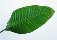 Fresh Banana Leaf