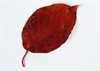 Fall Leaf Isolated On White Background