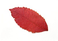Fall Red Leaf