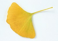 Ginkgo Dried Leaf
