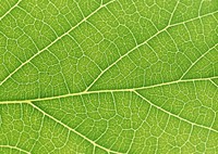 Free leaf closeup image, public domain plant CC0 photo.