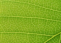 Close Up Of Green Leaf Vein