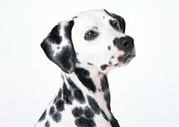 Free dalmatian dog image, public domain animal CC0 photo.