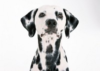 Free dalmatian dog image, public domain animal CC0 photo.