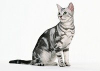 Free cute british shorthait kitten image, public domain CC0 photo.