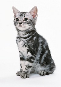 Free cute british shorthait kitten image, public domain CC0 photo.