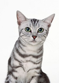 Free cute british shorthait kitten image, public domain CC0 photo.