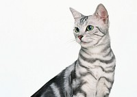 Free cute british shorthait kitten image, public domain CC0 photo.