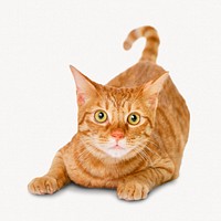 Ginger cat, pet isolated image on white background