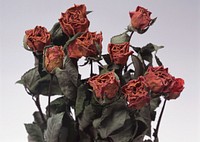 Free dried red roses image, public domain flower CC0 photo.