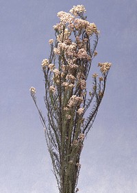 Free dried flower image, public domain decoration CC0 photo.