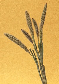 Free dried flower image, public domain decoration CC0 photo.