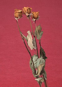 Free dried rose image, public domain flower CC0 photo.