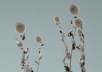 Free dried thistle image, public domain flower CC0 photo.