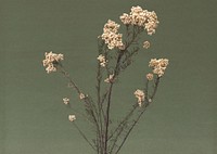 Free dried flower image, public domain decoration CC0 photo.