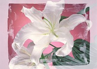 Free white lily image, public domain flower CC0 photo.