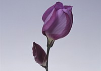 Free purple flower image, public domain spring CC0 photo.