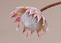 Free king protea image, public domain flower CC0 photo.