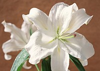 Easter Lily Flowers