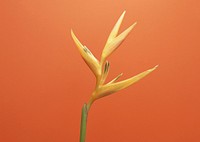 Free bird of paradise image, public domain flower CC0 photo.