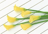 Free yellow calla lilies image, public domain flower CC0 photo.