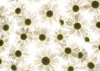 Free white daisy image, public domain flower CC0 photo.