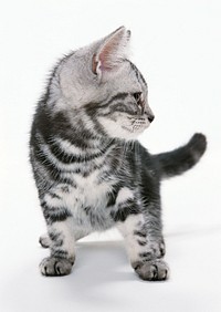 Free cute british shorthait kitten image, public domain CC0 photo.