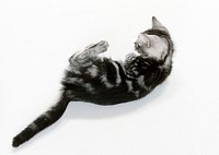 Funny Black Cat Kitten