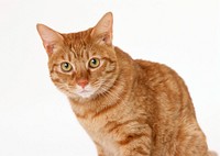 Free ginger shorthair cat image, public domain CC0 photo.