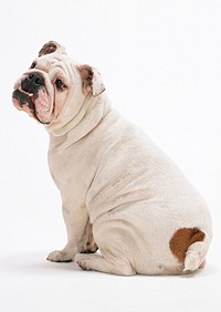 Free English bulldog portrait image, public domain animal CC0 photo.