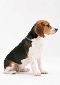 Free beagle dog image, public domain animal CC0 photo.