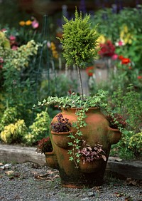 Pot With A Small Green Plant In A Garden