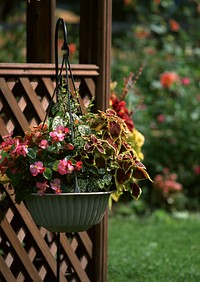 Free hanging begonia image, public domain spring CC0 photo.