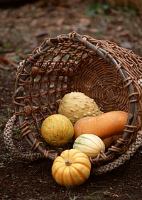 Free image of spilled basket of pumpkins, public domain CC0 photo.