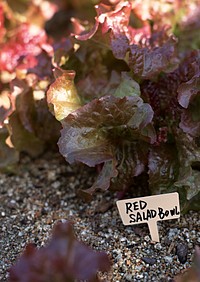 Red Lettuce In Garden