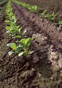 Free garden beds with seedlings and leafy greens image, public domain nature CC0 photo.