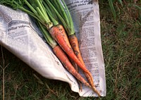 Free carrot image, public domain vegetable CC0 photo.