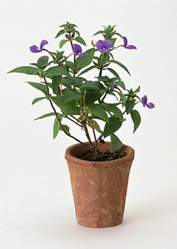 Free purple flower image, public domain spring CC0 photo.