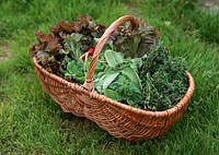 Free leafy greens in basket on grass photo, public domain food CC0 image.