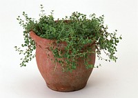 Free oregano in a clay pot with white background photo, public domain food CC0 image.