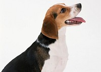 Free beagle dog image, public domain animal CC0 photo.