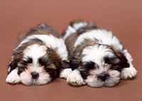 Free 2 shih tzu dog lying together image, public domain animal CC0 photo.