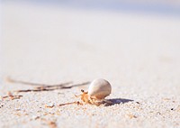 Free hermit crab image, public domain beach CC0 photo.