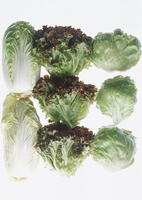 Chinese Cabbage And Lettuce
