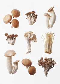 Free mushroom photo, public domain plant CC0 image.