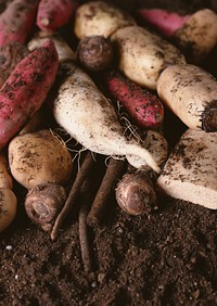 Free radishes and potatoes image, public domain food CC0 photo.