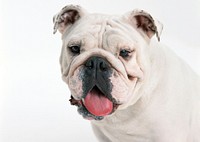 Free English bulldog face image, public domain animal CC0 photo.
