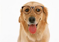 Free golden retriever dog wearing glasses image, public domain animal CC0 photo.